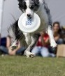 DOGFRISBEE Uwaga na latające psy!