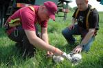 Zakładanie obrączki na goleń pisklęcia - Obrączkowanie bocianów białych w ramach programu Energetyczni Obrączkarze Grupy ENERGA (Goszyn k. Straszyna, woj. pomorskie) bocian_bialy_obraczkowanie_w_ramach_akcji_grupy_energa_09.jpg