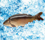 karp_na_lodzie_CMYK.jpg