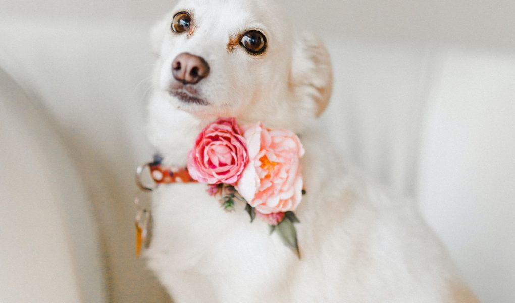 pexels-gillian-harrison-4668425 Dzień kundelka 25.X – Nasze relacje ze zwierzętami – czy potrafimy o nie zadbać?